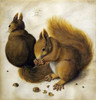 Two Squirrels One Eating a Hazelnut Poster Print by  Albrecht Durer - Item # VARPDX266558