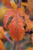 Orange Leaves I Poster Print by Erin Berzel - Item # VARPDXPSBZL296