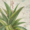 Aloe II Poster Print by Patricia Pinto - Item # VARPDX7356