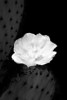 Prickly Pear Cactus Blossom BW Poster Print by Douglas Taylor - Item # VARPDXPSTLR483