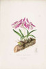 Orchid, Laelia Majalis Poster Print by  Augusta Withers - Item # VARPDXAW11