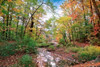Autumn at Hopkins Pond Poster Print by John Rivera - Item # VARPDXR1033D