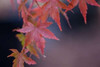 Japanese Maple I Poster Print by Rita Crane - Item # VARPDXPSCRN506