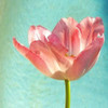 Pink Tulip Poster Print by Gail Peck - Item # VARPDX9000A