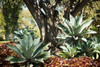Agave I Poster Print by Erin Berzel - Item # VARPDXPSBZL830