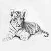 Tiger Poster Print by Vivien Rhyan - Item # VARPDX9717A