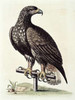 White-Tailed Eagle From Hudsons Bay Poster Print by  George Edwards - Item # VARPDX277467