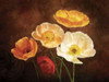 Poppy Perfection II Poster Print by Janel Pahl - Item # VARPDXPLP103