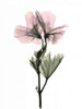 Geranium Poster Print by  ACEE - Item # VARPDXACP207