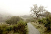 Oak Tree - 44 Poster Print by Alan Blaustein - Item # VARPDXABSFH64
