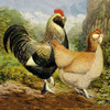 Chickens: Salmon Faverolles Poster Print by  Lewis Wright - Item # VARPDX454834