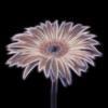 FTBR 1656 Gerbera Poster Print by Assaf Frank - Item # VARPDXFTBR1656