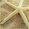 Starfish Poster Print by Lisa Hill Saghini - Item # VARPDX9300