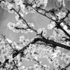 Black and White Blossoms II Poster Print by Susan Bryant - Item # VARPDX8824K