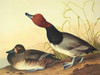 Red-Headed Duck Poster Print by  John James Audubon - Item # VARPDX198046