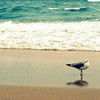 Seagull on Beach Poster Print by Lisa Hill Saghini - Item # VARPDX9301C