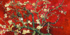 Mandorlo in fiore Poster Print by  Vincent Van Gogh - Item # VARPDX2VG3105