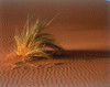 Grass, Sand Dune Sahara Poster Print by  Cyril Blue - Item # VARPDXCET23