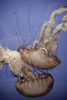 In the Water I Poster Print by Erin Berzel - Item # VARPDXPSBZL426