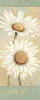 Beautiful Daisies I Poster Print by Daphne Brissonnet - Item # VARPDX1753