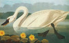 Common American Swan Poster Print by  John James Audubon - Item # VARPDX197756