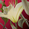 Lily Red Poster Print by Jan McLaughlin - Item # VARPDXM1067D