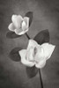 Magnolia Duet II BandW Poster Print by Vitaly Geyman - Item # VARPDXPSVIT320