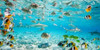 Fish and sharks in Bora Bora lagoon Poster Print by Pangea Images - Item # VARPDX2AP3332