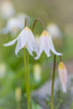 Avalanche Lily II Poster Print by Kathy Mahan - Item # VARPDXPSMHN444