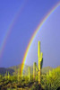 Saguaro Rainbow I Poster Print by Douglas Taylor - Item # VARPDXPSTLR134
