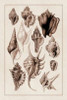 Shells: Trachelipoda #5 Poster Print by  G.B. Sowerby - Item # VARPDX394525