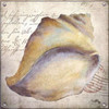 Beach Shell II Poster Print by Elizabeth Medley - Item # VARPDX9340B