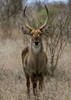 http://c328301.r1.cf1.rackcdn.com/PDXPSUND191LARGE.jpg