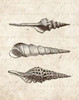 Elegant Shells II - mini Poster Print by N Harbick - Item # VARPDXHRB101