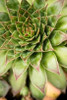 Sempervivum Succulent IV Poster Print by Erin Berzel - Item # VARPDXPSBZL863