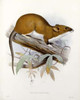 Nectoma Ferruginea Poster Print by  J.G. Keulemans - Item # VARPDX268186