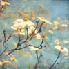 Dogwood II Poster Print by Amy Melious - Item # VARPDXMEL370