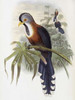 Curled-Crested Cuckoo Poster Print by  John Glover - Item # VARPDX277755