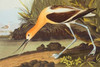 American Avocet Poster Print by  John James Audubon - Item # VARPDX197776