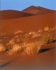 Grasses, Sand Dunes Sahara Poster Print by  Cyril Blue - Item # VARPDXCET24