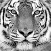 Tiger Poster Print by  PhotoINC Studio - Item # VARPDXP946D