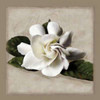 Botanical Gardenia Poster Print by Janel Pahl - Item # VARPDXPLP145