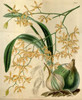 Orchid, Encyclia Candollei Poster Print by  William Curtis - Item # VARPDXCO07