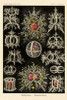 Haeckel Nature Illustrations: Stephoidea Poster Print by  Ernst Haeckel - Item # VARPDX449733