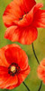 Poppies in the wind I Poster Print by  Luca Villa - Item # VARPDX2LC3434