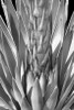 Flowering Agave BW Poster Print by Douglas Taylor - Item # VARPDXPSTLR383