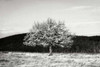 Winter Tree I Poster Print by Alan Hausenflock - Item # VARPDXPSHSF1320