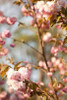 Spring Blossoms V Poster Print by Karyn Millet - Item # VARPDXPSMLT309