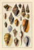 Shells: Trachelipoda #6 Poster Print by  G.B. Sowerby - Item # VARPDX394509
