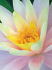 Water Lily Poster Print by Jim Christensen - Item # VARPDXPSCRS189